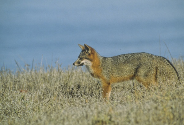 Making a Comeback: The Channel Island Fox