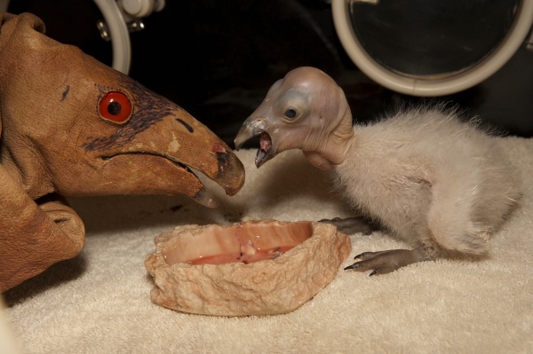 Fewer Puppets for California Condors in Captivity