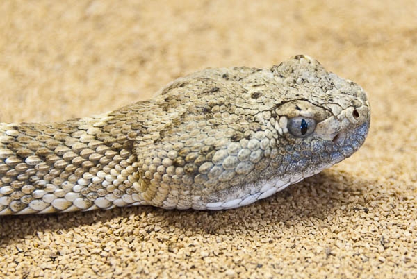 Avoiding the rattler; workshops teach humans and dogs snake props