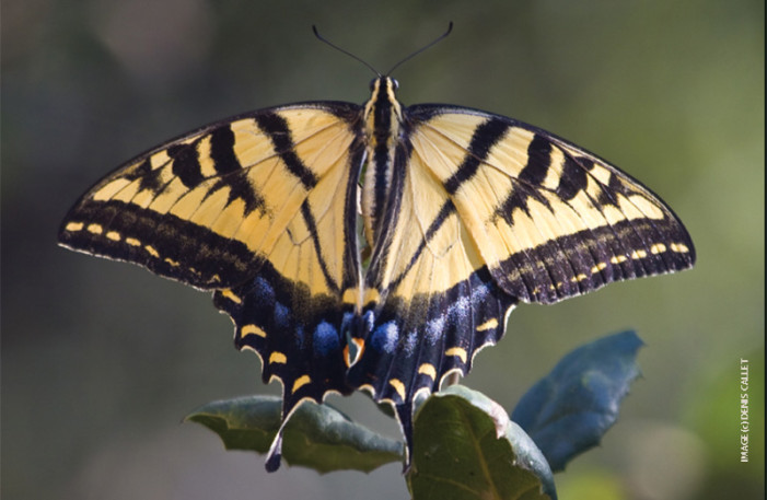 NHM: L.A. Butterfly Survey latest in backyard science