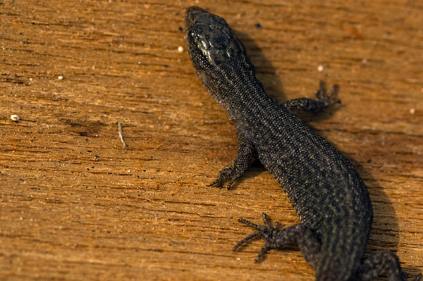 Lizards Love Company