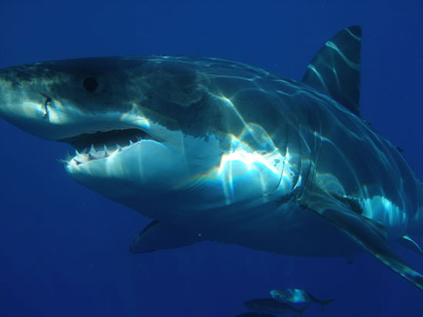 Great White Shark Census: Few Call California coast home