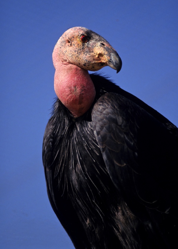 Numbers up for California condors
