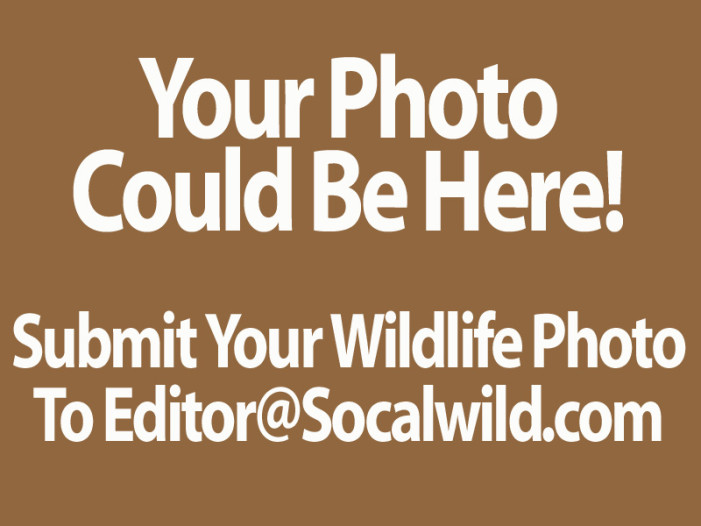 Send Us Your Wildlife Snapshots!