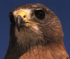 Long-distance flappers seen in San Gabriel Valley