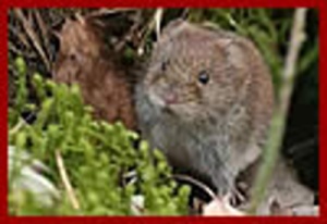 You’re not too old to learn about voles in our 3/25 Trivia Test