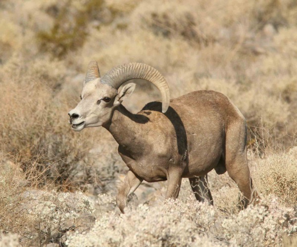 Sheeper Peepers: Looking for Big Horns in the San Gabriel