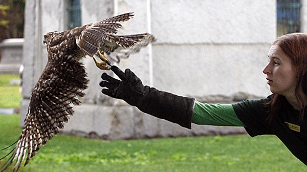 Open House at Cal Wildlife Center April 14