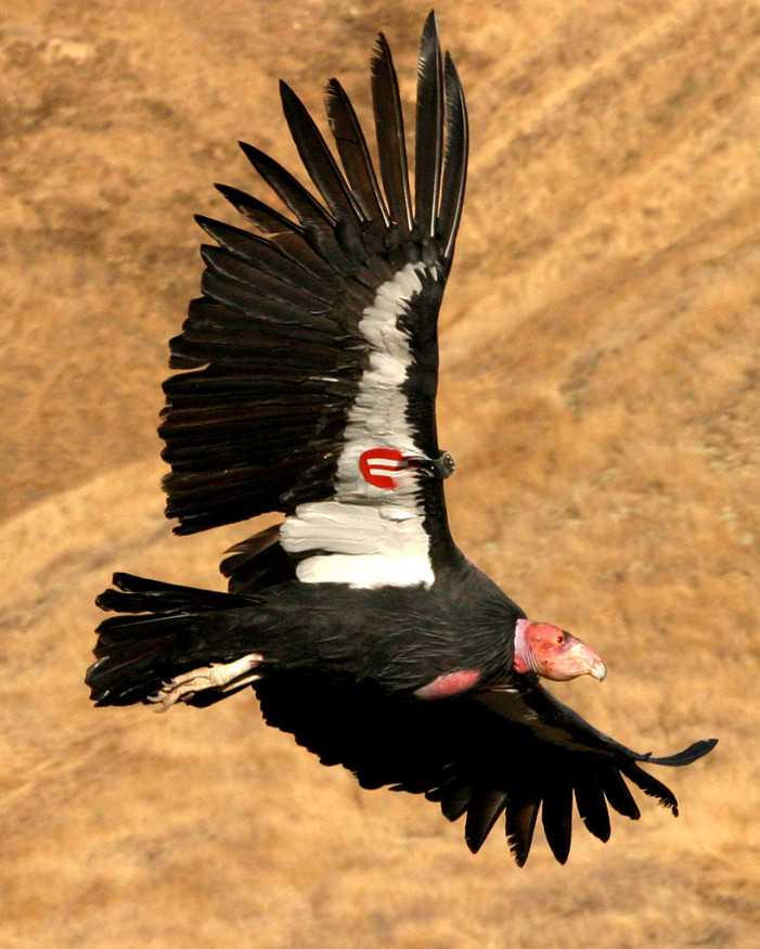 Free tour, free condors on April 30, May 4