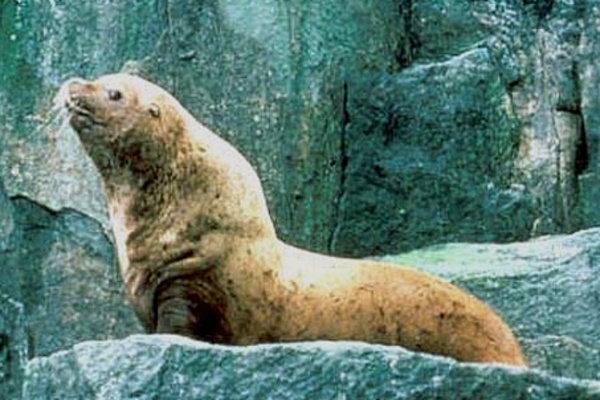 Test your knowledge of the dining habits of Steller sea lions with our