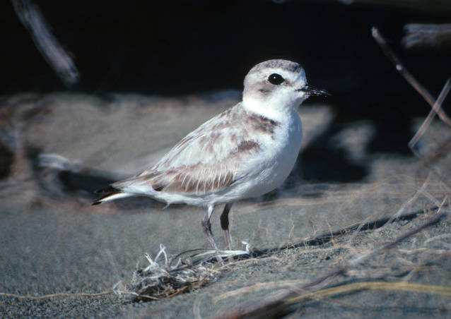 Red Rover, Red Rover, send the Western snowy plover right over…and take the 4/15 wildlife quiz