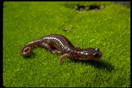 Meander over to our salamander Wildlife Trivia of the Week, 4/1