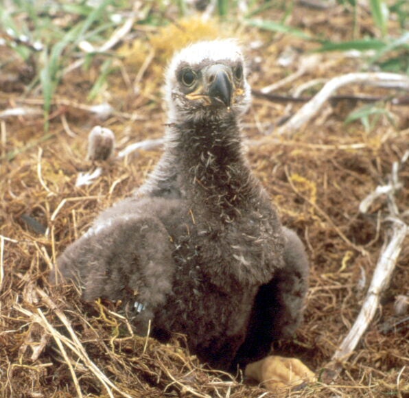 Nesting Bald Eagles on Channel Islands
