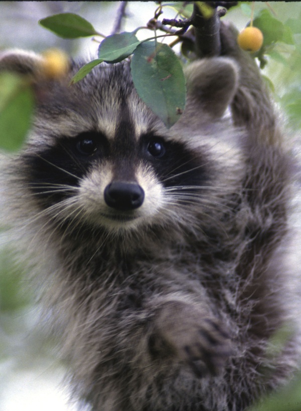 Your Backyard Can be a NatGeo Wldlife Show