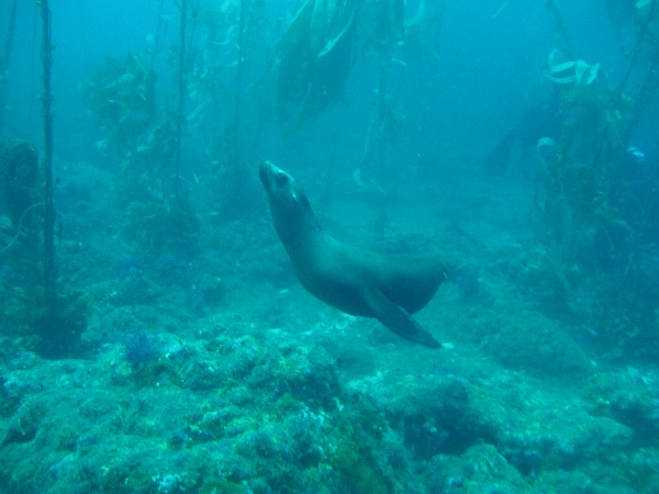 Saving Sick Sea Lions