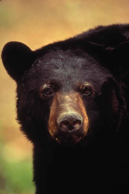 Young Filmmakers Contest: Bear Aware