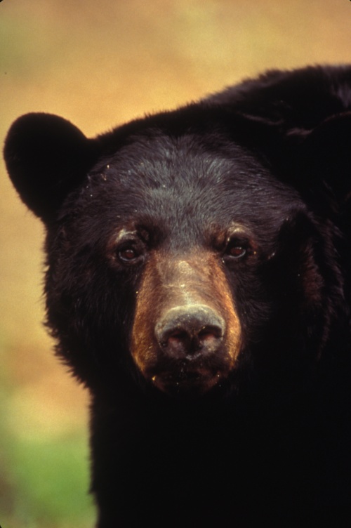 Bears in the Foothills