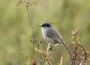 California Gnatcatcher 2 (big)