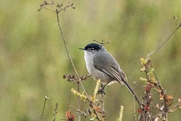 Troubling Stats for “State of the Birds”
