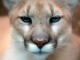 Cougar_closeup