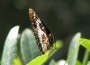 Lorquin's Admiral_Reginal Durant
