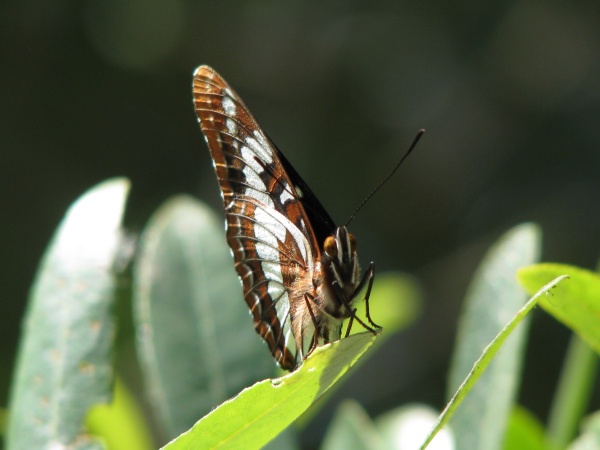 Open House for native flappers