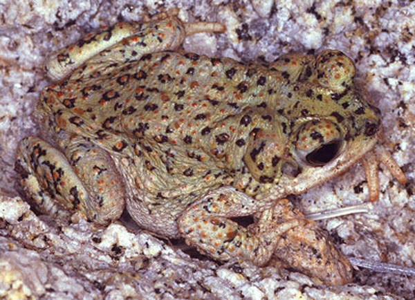 Amphibian Awareness
