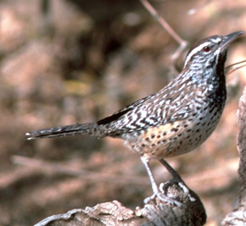 Cactus Wrens Under the Microscope