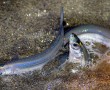 grunion CMA 4
