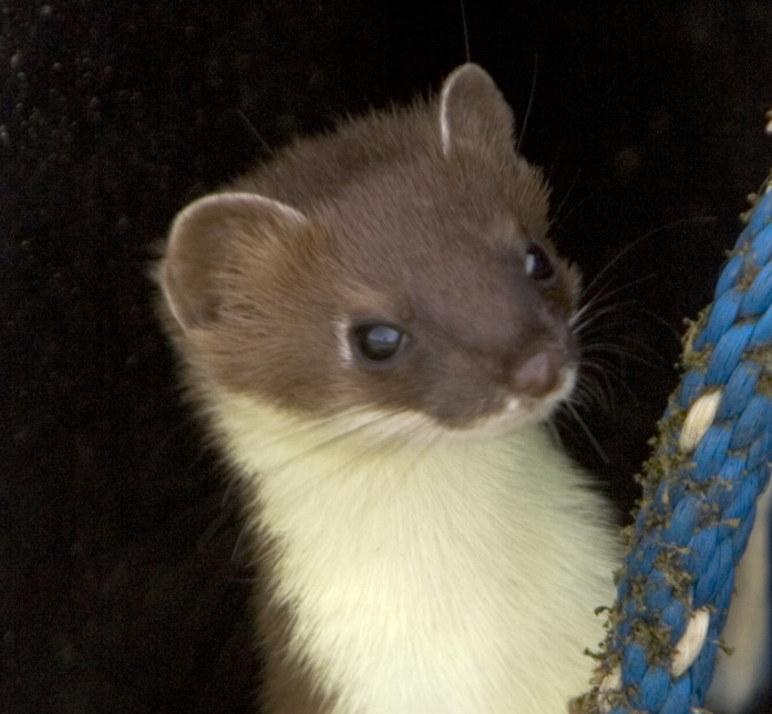 Weaseling around with wildlife trivia question of the week