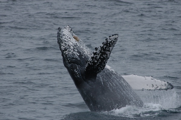 Slow Down, Save a Whale