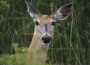 Deer_DFW_small