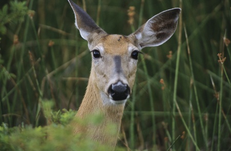 Bigger Cemetery, Fewer Griffith Park Critters?