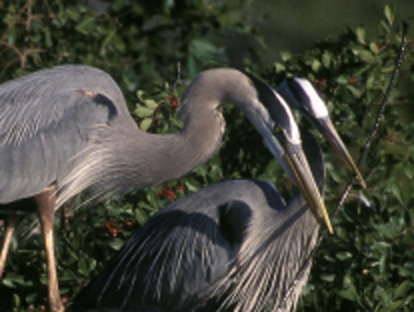 Birds Out on a Limb in Pico Rivera