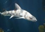 Leopardshark_ChadKing_MontereyBayNatlMarineSanctuary_small
