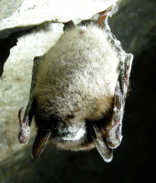 The Emptying of America’s Bat Caves