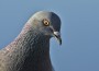 Pigeonhead_