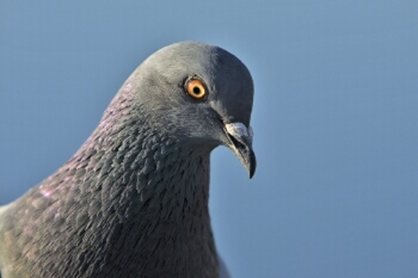 Preferential Pigeons