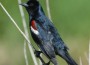 TricolorBlackbird(new)