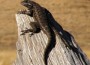 Western Fence Lizard (cropped close)