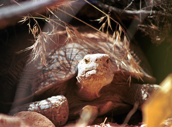 High Noon for the Desert Tortoise?