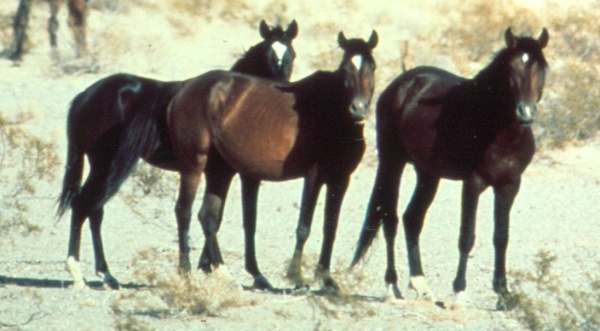 Wild Horses Not Native, say Biologists