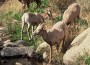 BighornSheep BighornSheep