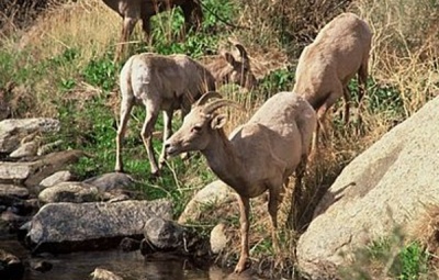 Sheep Spotters Needed for Bighorn Survey