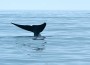 BlueWhale_fluke2_MB_cropped BlueWhale_fluke2_MB_cropped