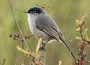 California Gnatcatcher_small