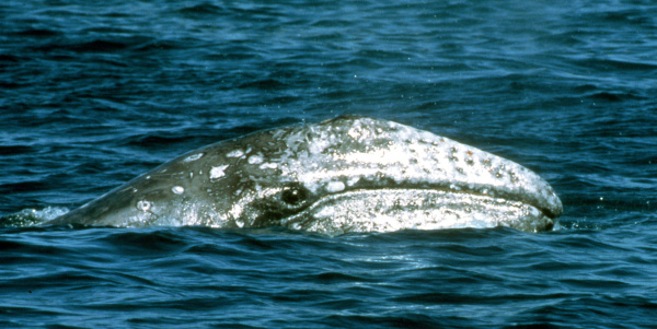 Gray Whales Eatin’ Right