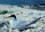 least tern least tern