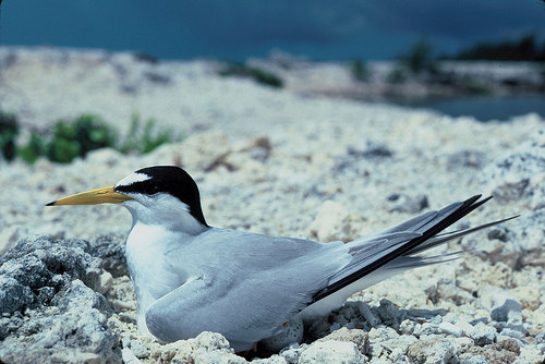 Fewer Least Terns Nest at L.A.’s Port