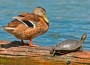 Turtle and duck Turtle and duck